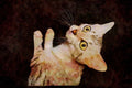 Cats Kittens 336058 Sphynx A4 Limited Edition Watercolour Print