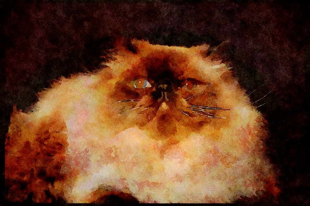 Cats Kittens 336060 Himalayan A4 Limited Edition Watercolour Print