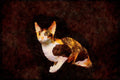 Cats Kittens 336061 Rex A4 Limited Edition Watercolour Print
