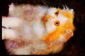 Cats Kittens 336064 Furry Feline A4 Limited Edition Watercolour Print