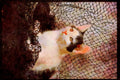 Cats Kittens 336067 Frou Frou 2 A4 Limited Edition Watercolour Print