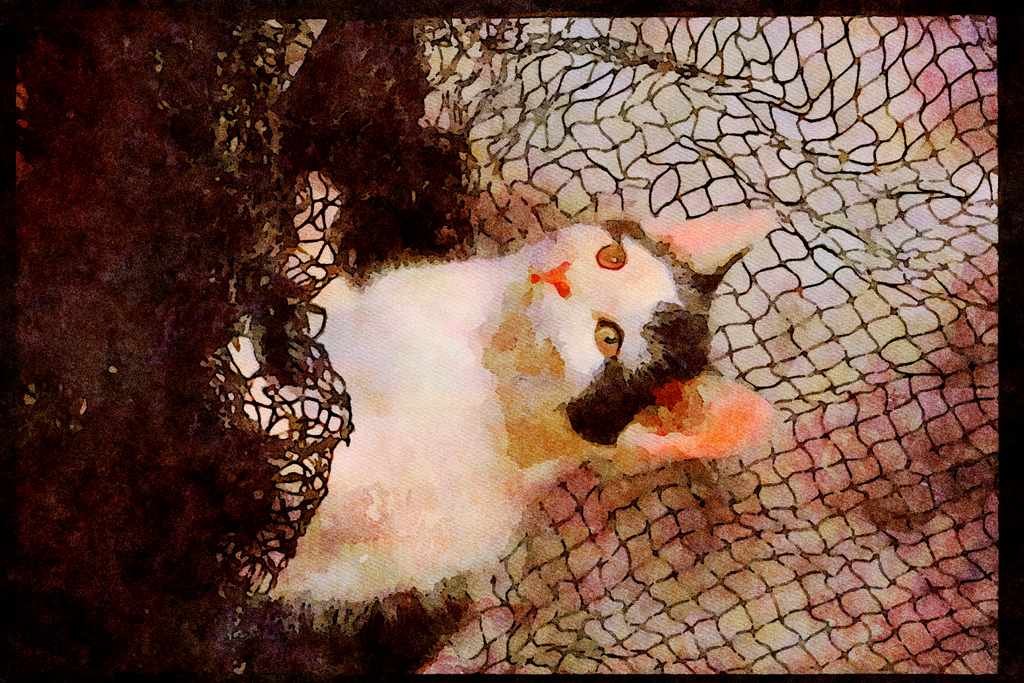 Cats Kittens 336067 Frou Frou 2 A4 Limited Edition Watercolour Print