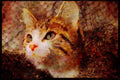 Cats Kittens 336068 Dreaming A4 Limited Edition Watercolour Print