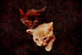 Cats Kittens 336069 Best Friends A4 Limited Edition Watercolour Print