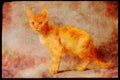 Cats Kittens 336073 Feisty A4 Limited Edition Watercolour Print