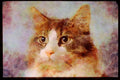 Cats Kittens 336074 Jewel 1 A4 Limited Edition Watercolour Print
