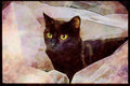 Cats Kittens 336078 Blackie On White A4 Limited Edition Watercolour Print