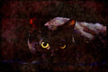 Cats Kittens 336079 Blackie On Black A4 Limited Edition Watercolour Print