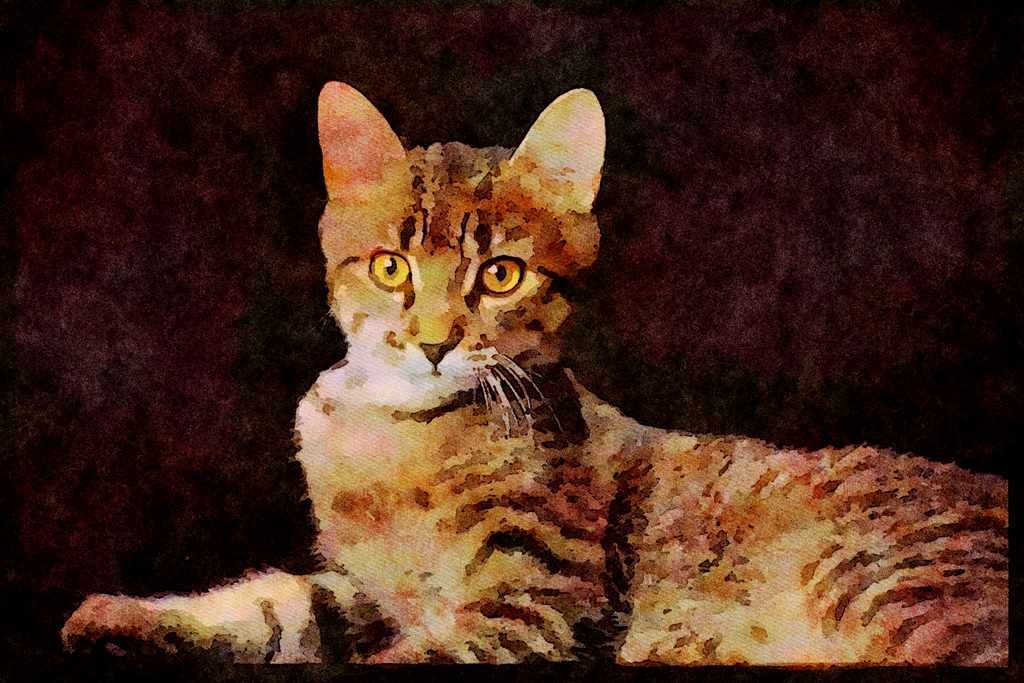 Cats Kittens 336081 Tiger A4 Limited Edition Watercolour Print