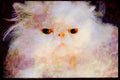 Cats Kittens 336083 Spoiled Rotten A4 Limited Edition Watercolour Print