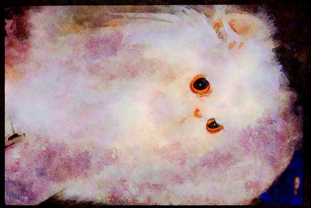 Cats Kittens 336084 Cottonelle A4 Limited Edition Watercolour Print