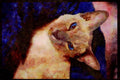 Cats Kittens 336085 Lilac Point A4 Limited Edition Watercolour Print