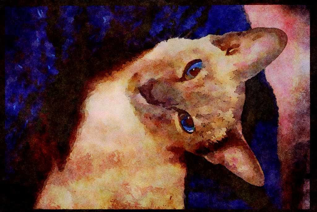 Cats Kittens 336085 Lilac Point A4 Limited Edition Watercolour Print