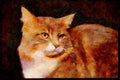 Cats Kittens 336086 Mimi A4 Limited Edition Watercolour Print