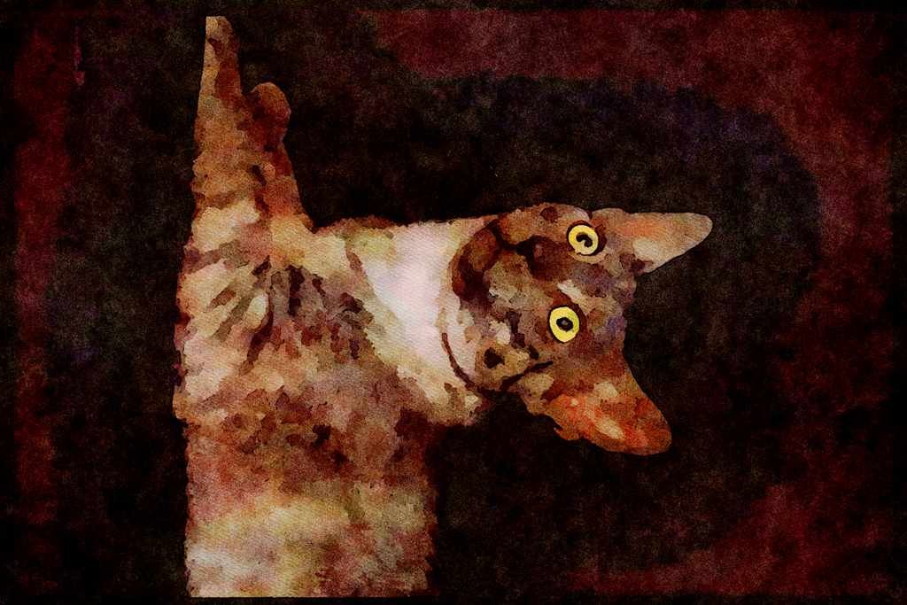 Cats Kittens 336091 Salem A4 Limited Edition Watercolour Print
