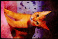 Cats Kittens 336092 Abyssinian A4 Limited Edition Watercolour Print