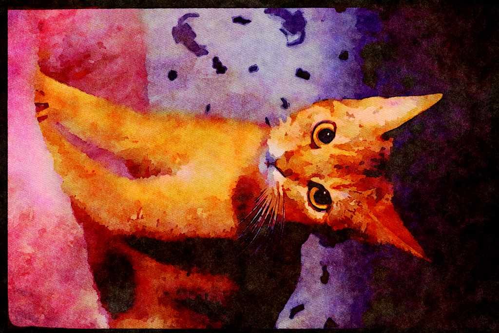 Cats Kittens 336092 Abyssinian A4 Limited Edition Watercolour Print