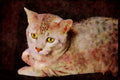 Cats Kittens 336096 Temple Guardian A4 Limited Edition Watercolour Print