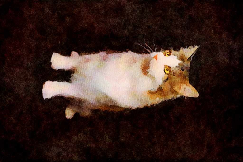 Cats Kittens 336097 Coon Cat A4 Limited Edition Watercolour Print