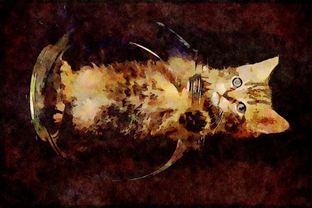 Cats Kittens 336099 What Fish_ A4 Limited Edition Watercolour Print