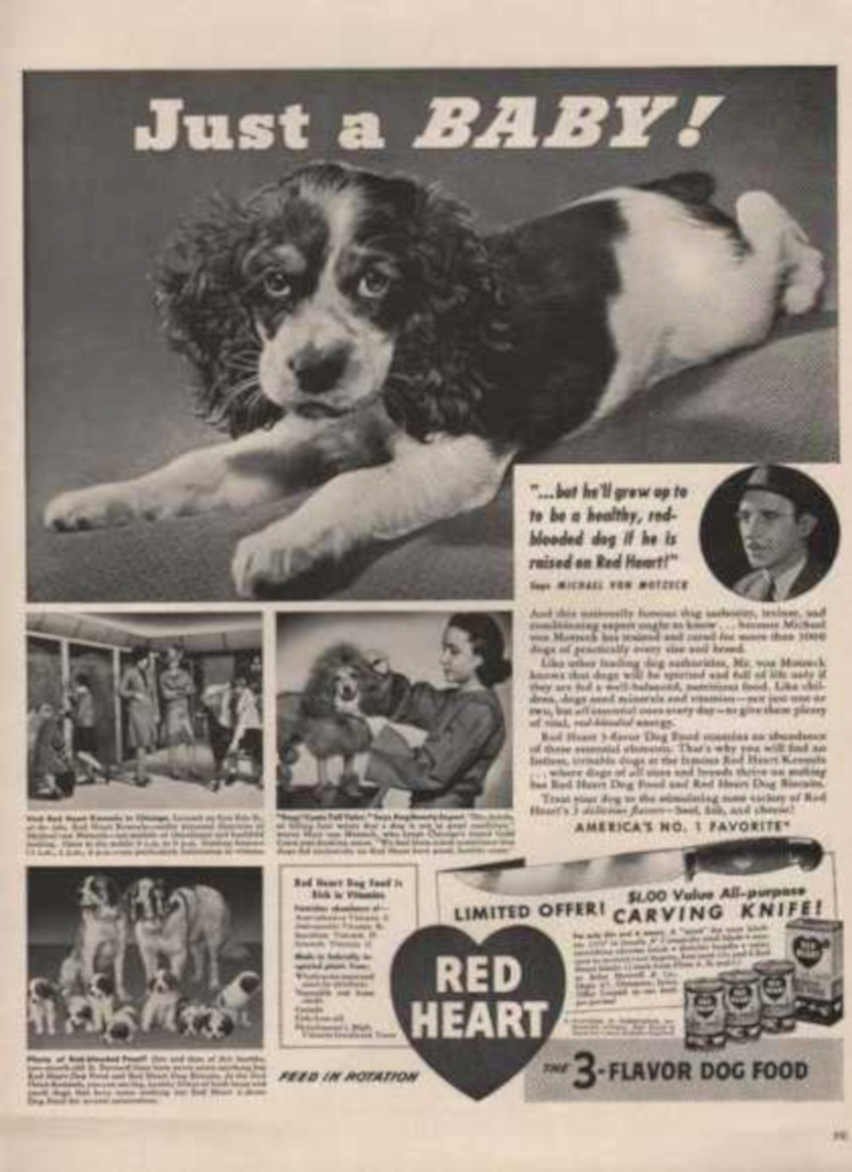 Cavalier King Charles Vintage Retro Advert Ads A4 Photo Print