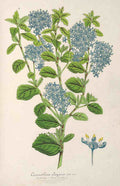 Ceanothus Elegans Blue Vintage Retro Advert Poster A4 Photo Print