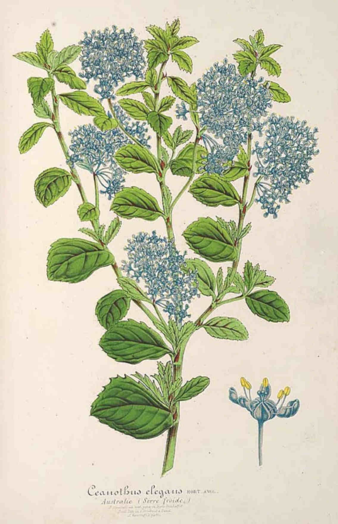 Ceanothus Elegans Blue Vintage Retro Advert Poster A4 Photo Print