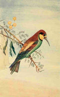 Cecil Mary 1857 1919 Birds Notes from the Nile 1904 Bee eater Vintage A4 Photo Print