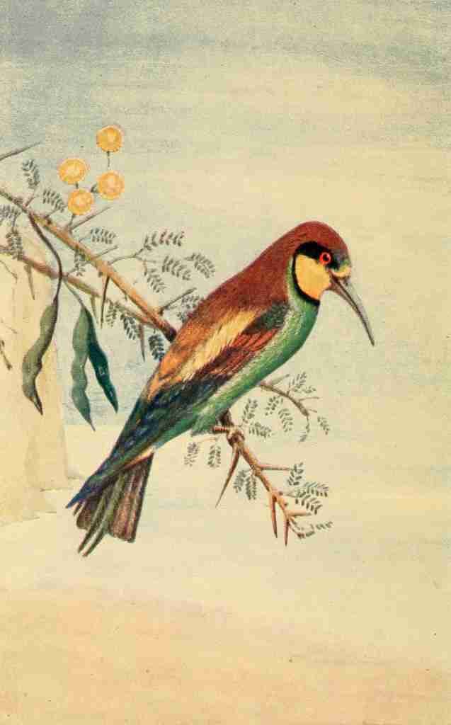 Cecil Mary 1857 1919 Birds Notes from the Nile 1904 Bee eater Vintage A4 Photo Print