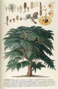 Cedrus Cones Rigid Vintage Retro Advert Poster A4 Photo Print