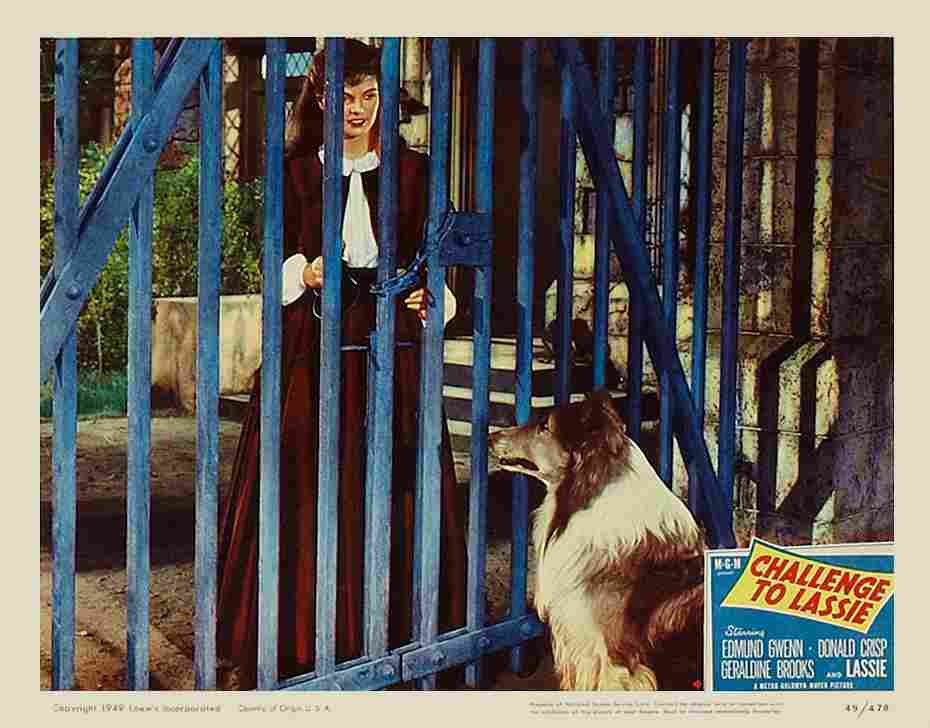 Challenge to Lassie 08  film star poster A4 Photo Print