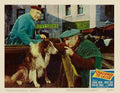 Challenge to Lassie 09  film star poster A4 Photo Print
