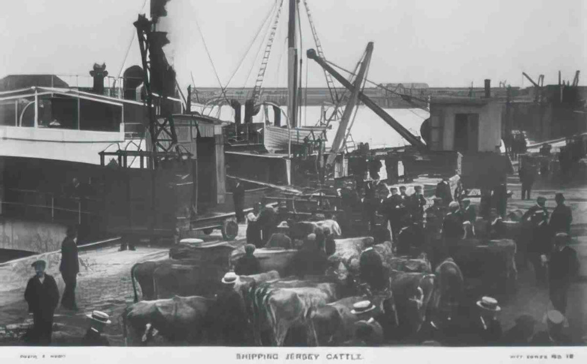 Channel Islands Jersey Shipping Jersey Cattle Vintage A4 Photo Print