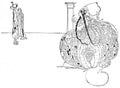 Charles Robinson 1065 Vintage Illustration A4 Photo Print