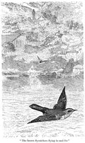 Charles Robinson 3192 Vintage Illustration A4 Photo Print