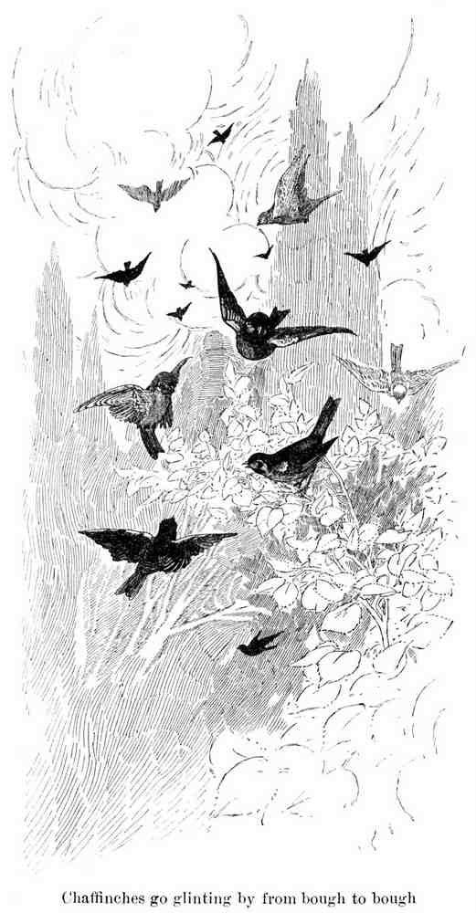 Charles Robinson 3198 Vintage Illustration A4 Photo Print