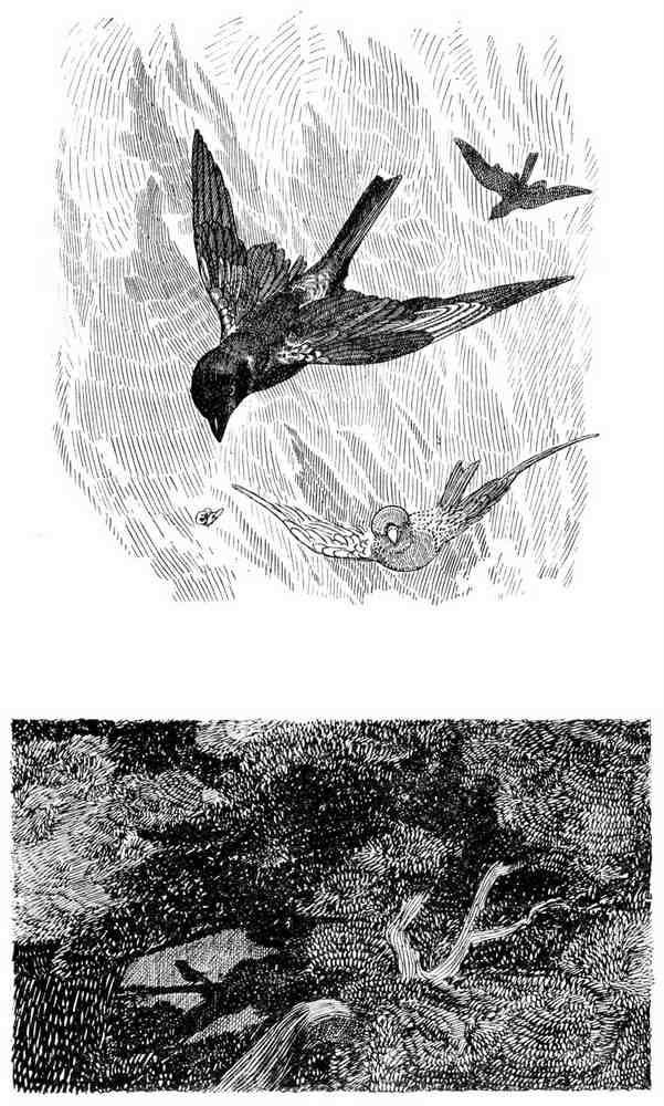 Charles Robinson 3203 Vintage Illustration A4 Photo Print