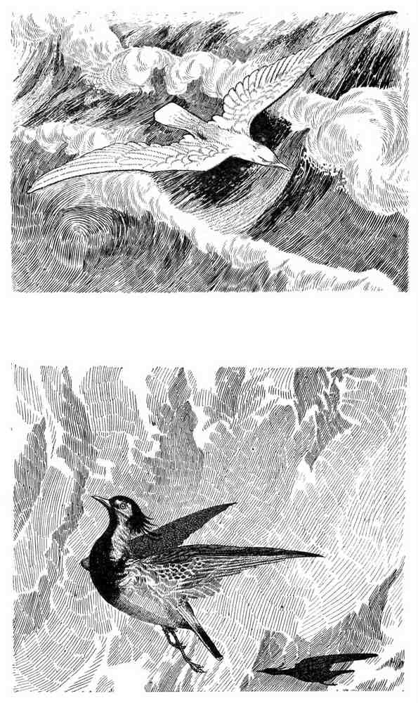 Charles Robinson 3205 Vintage Illustration A4 Photo Print