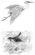 Charles Robinson 3209 Vintage Illustration A4 Photo Print