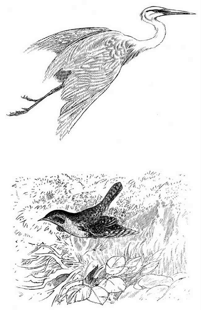 Charles Robinson 3209 Vintage Illustration A4 Photo Print
