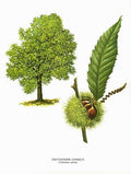 Chestnut Tree Fruit Vintage Retro Advert Poster A4 Photo Print