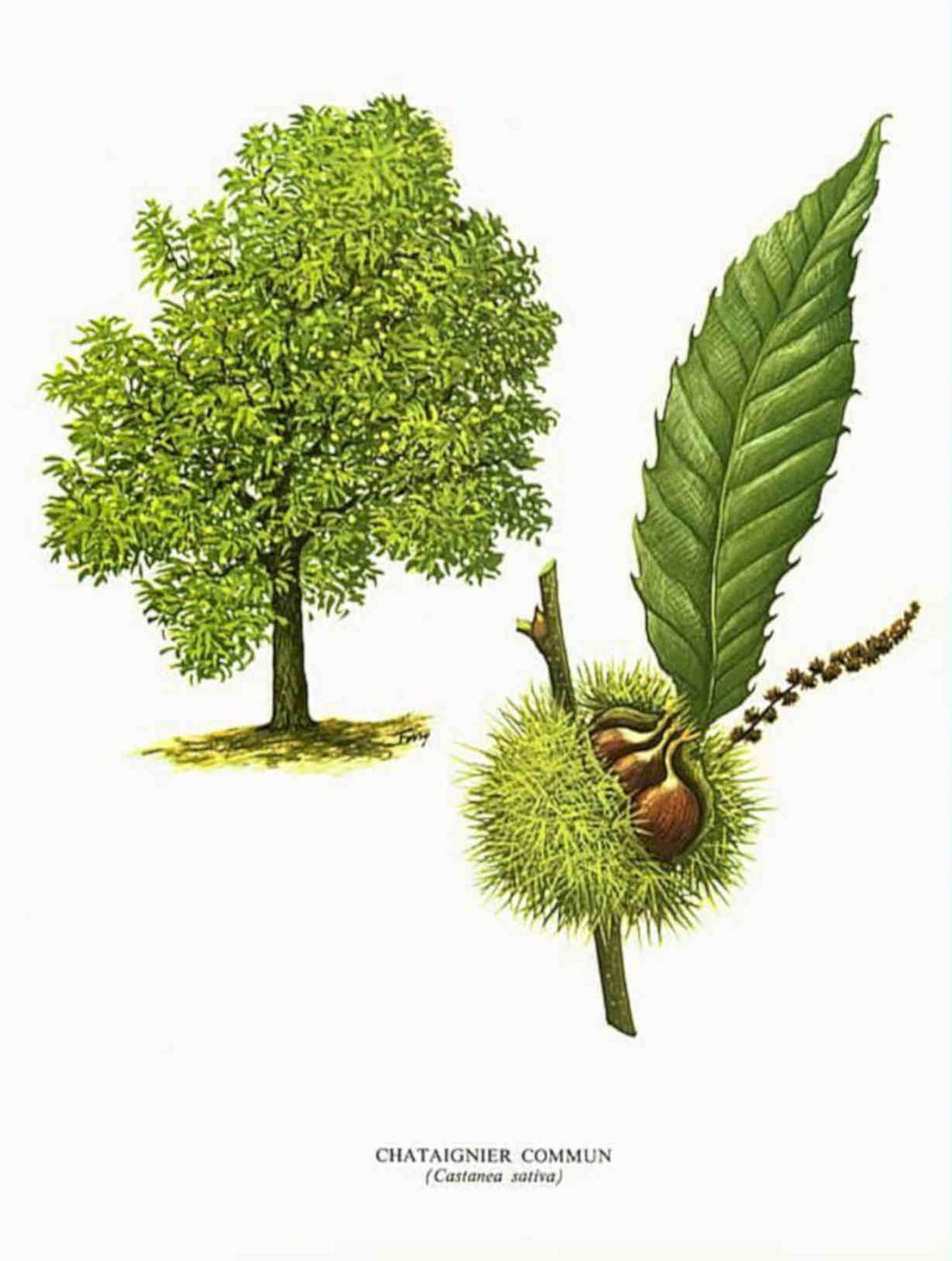 Chestnut Tree Fruit Vintage Retro Advert Poster A4 Photo Print