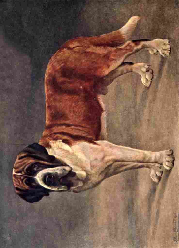 Cheviot Lilian 1884 1932 Dogs & All About Them 1910 St Bernard A4 Photo Print
