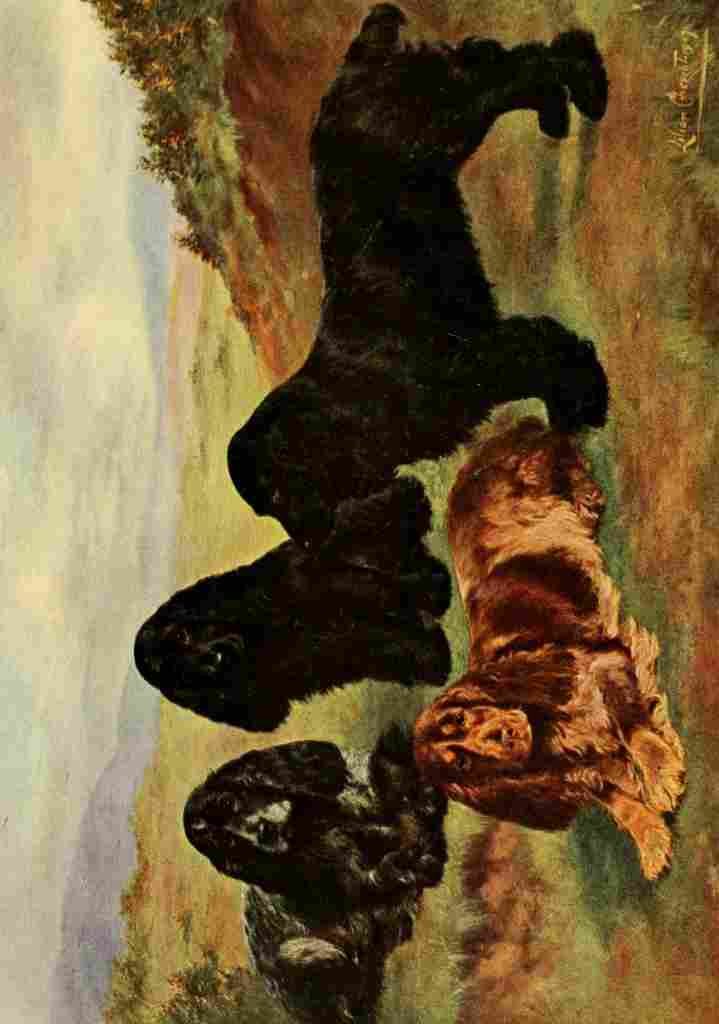 Cheviot Lilian 1884 1932 New Book Dog 1911 Cocker Spaniels A4 Photo Print
