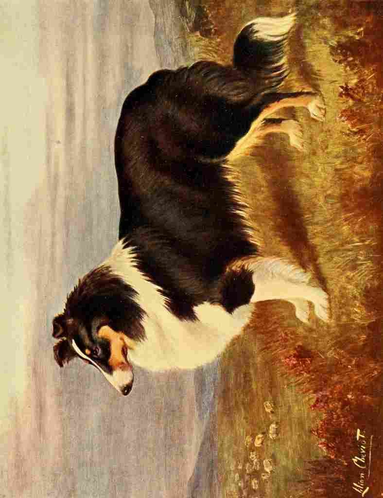Cheviot Lilian 1884 1932 New Book Dog 1911 Collie A4 Photo Print