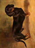 Cheviot Lilian 1884 1932 New Book Dog 1911 Dachsund A4 Photo Print