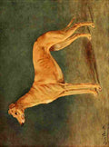 Cheviot Lilian 1884 1932 New Book Dog 1911 Greyhound A4 Photo Print
