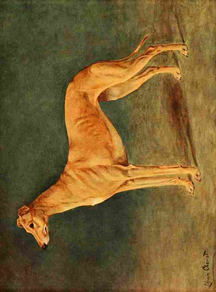 Cheviot Lilian 1884 1932 New Book Dog 1911 Greyhound A4 Photo Print