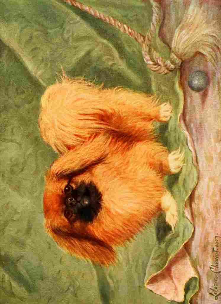Cheviot Lilian 1884 1932 New Book Dog 1911 Pekinese A4 Photo Print