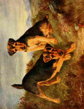Cheviot Lilian 1884 1932 New Book Dog 1911 Welsh Terriers A4 Photo Print